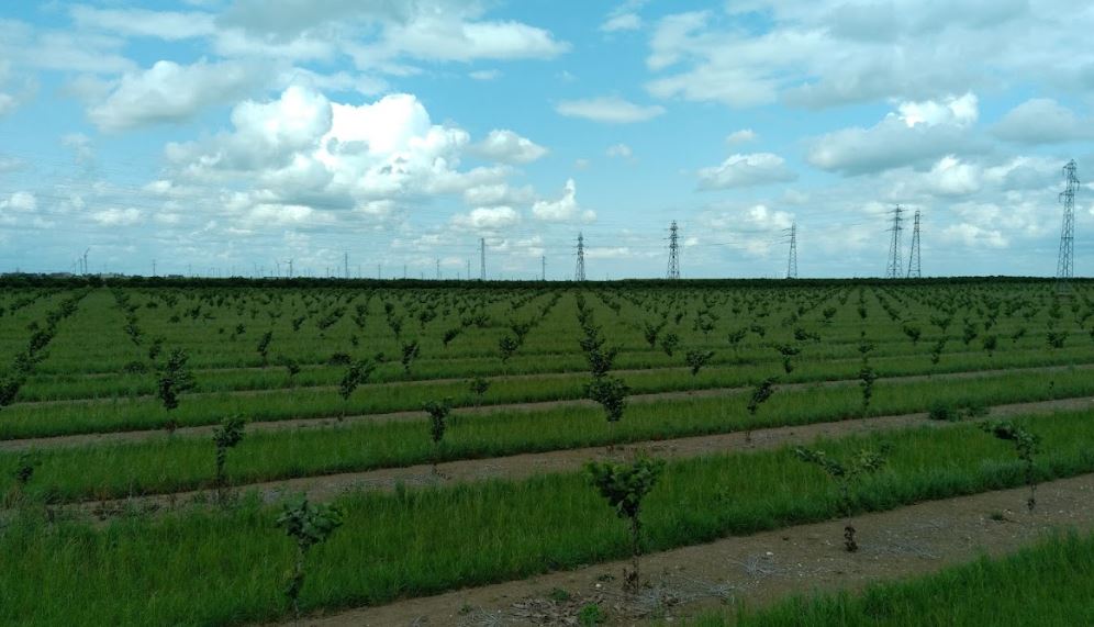 Plantation de noisetiers en Eure-et-Loir