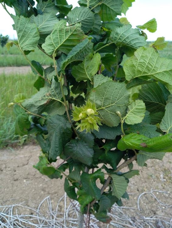 Plantation de noisetiers en Eure-et-Loir — 2