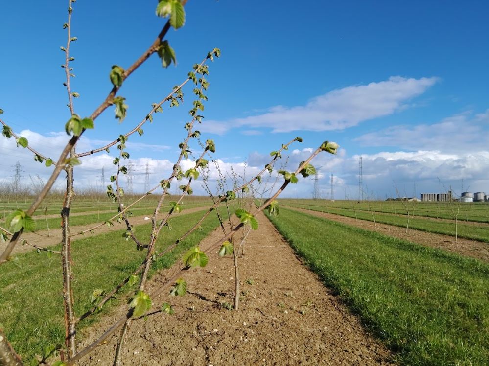 Plantation de noisetiers en Eure-et-Loir — 1