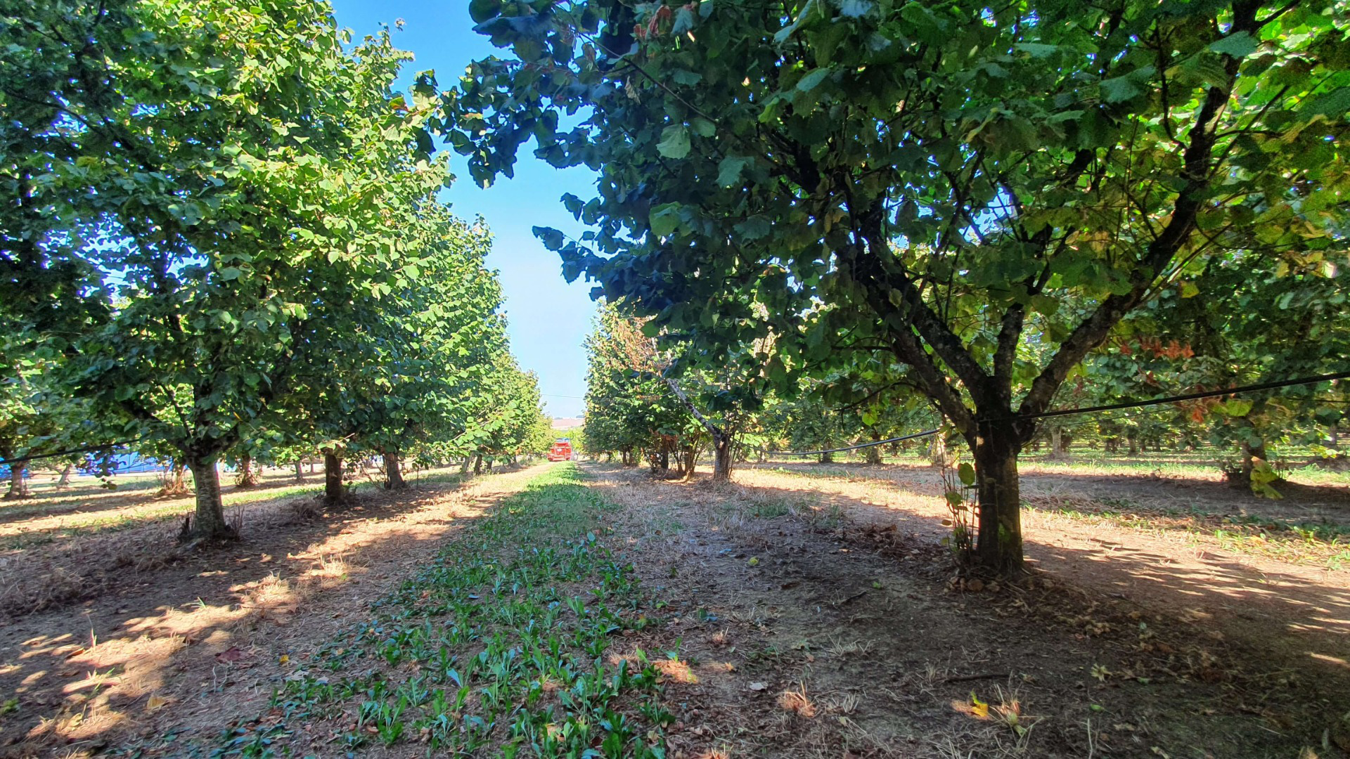 Plantation de noisetiers dans l'exploitation de M. Jorat 