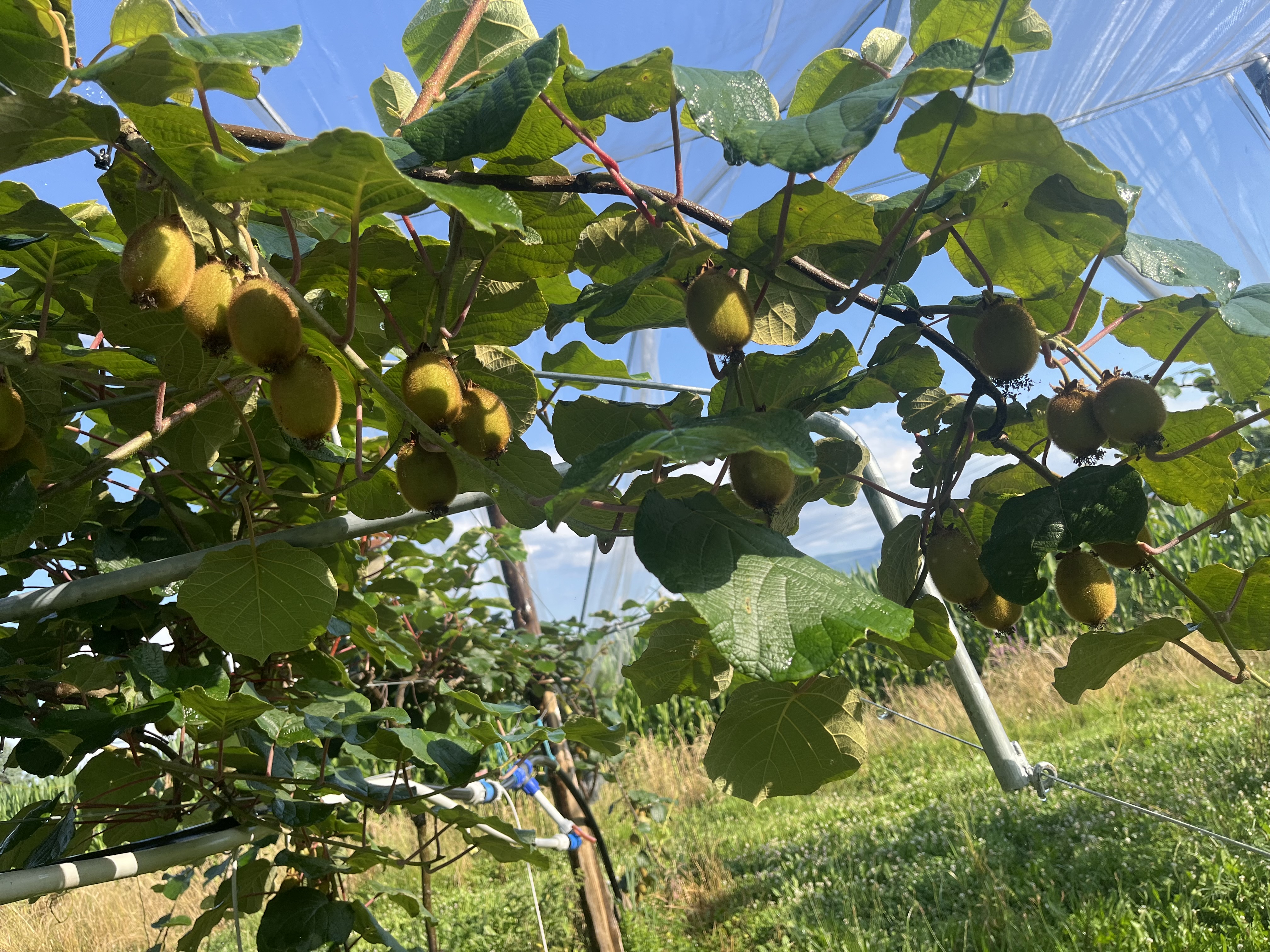 New orchard in Coarraze