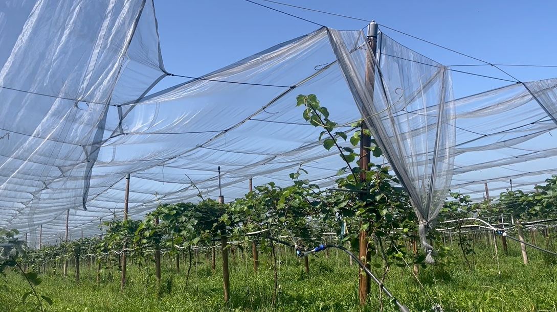 New orchard in Coarraze — 1