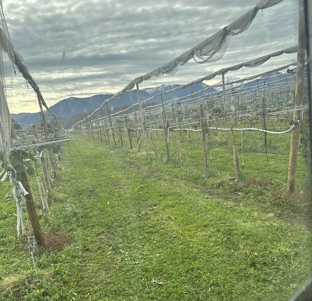 New orchard in Coarraze — 2