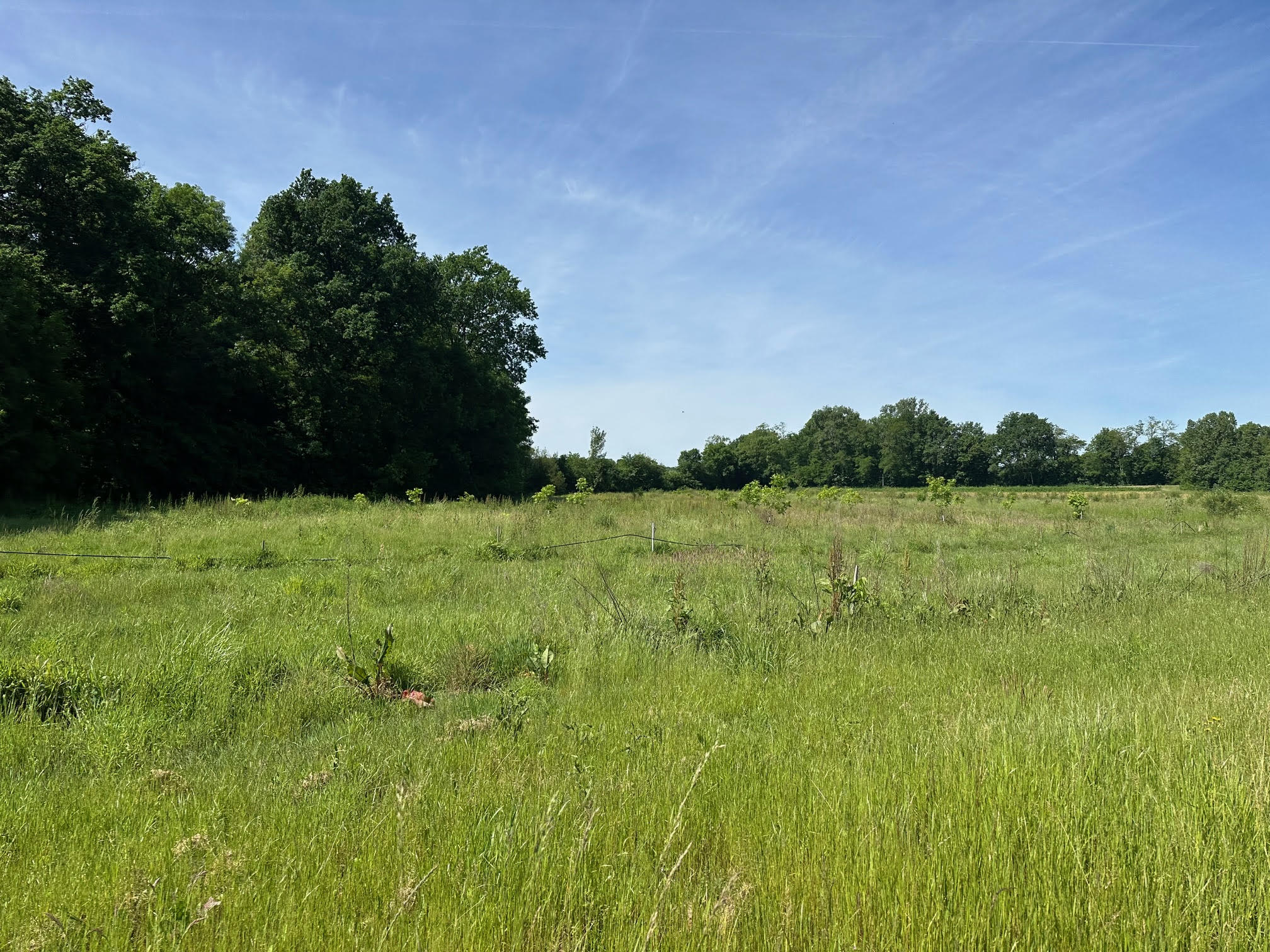 Noix de pécan dans le Lot-et-Garonne — 2