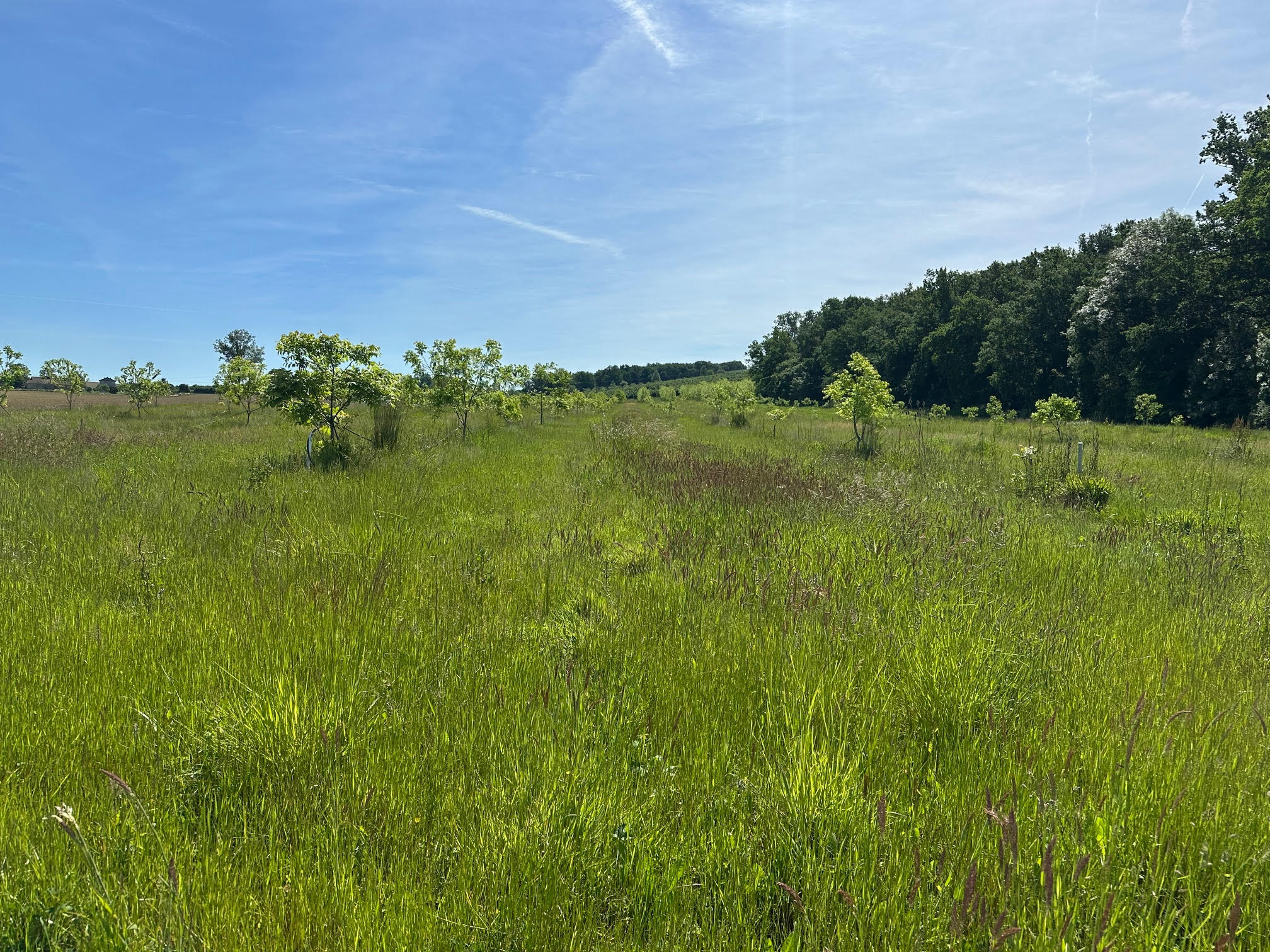 Noix de pécan dans le Lot-et-Garonne — 1