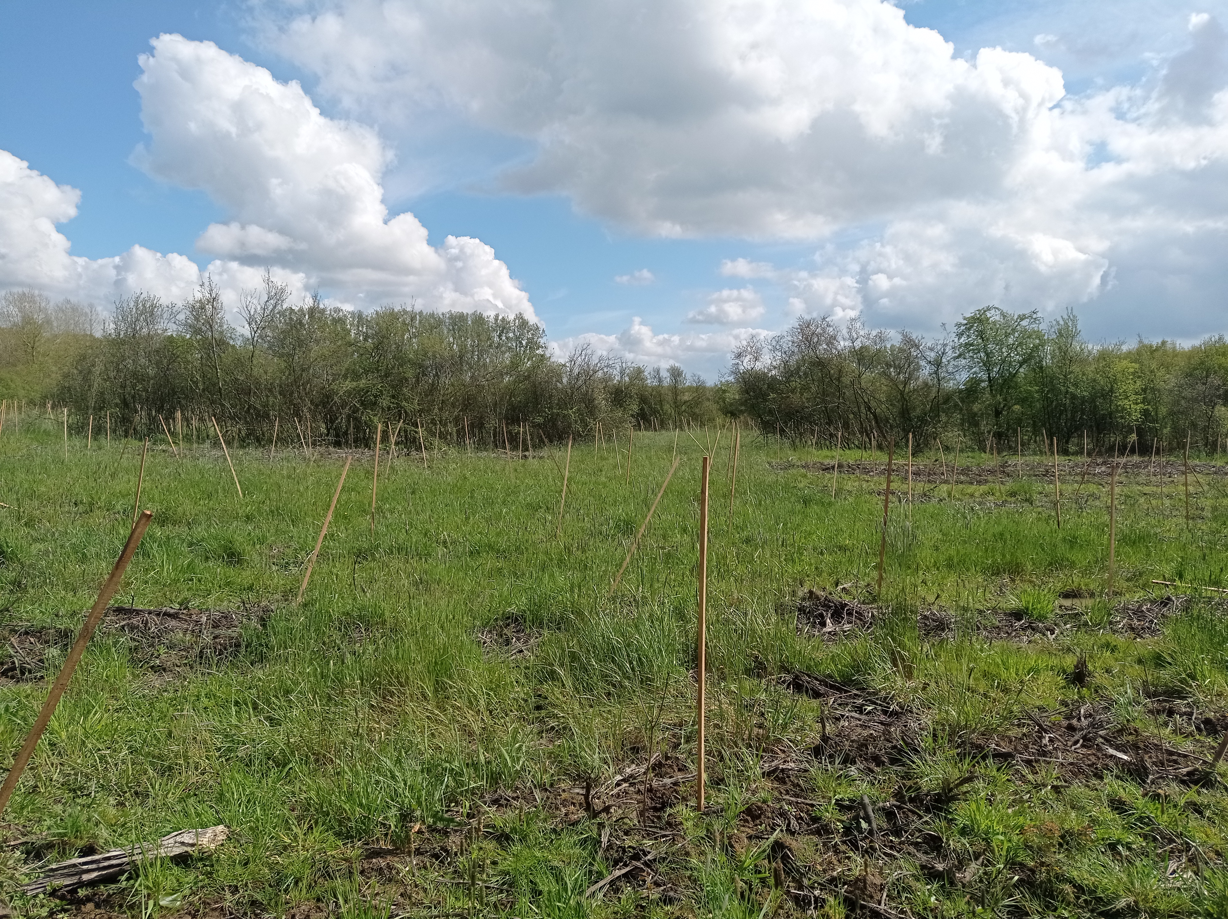 Reboisement d'un bois de frênes dépérissant dans le Pas-de-Calais