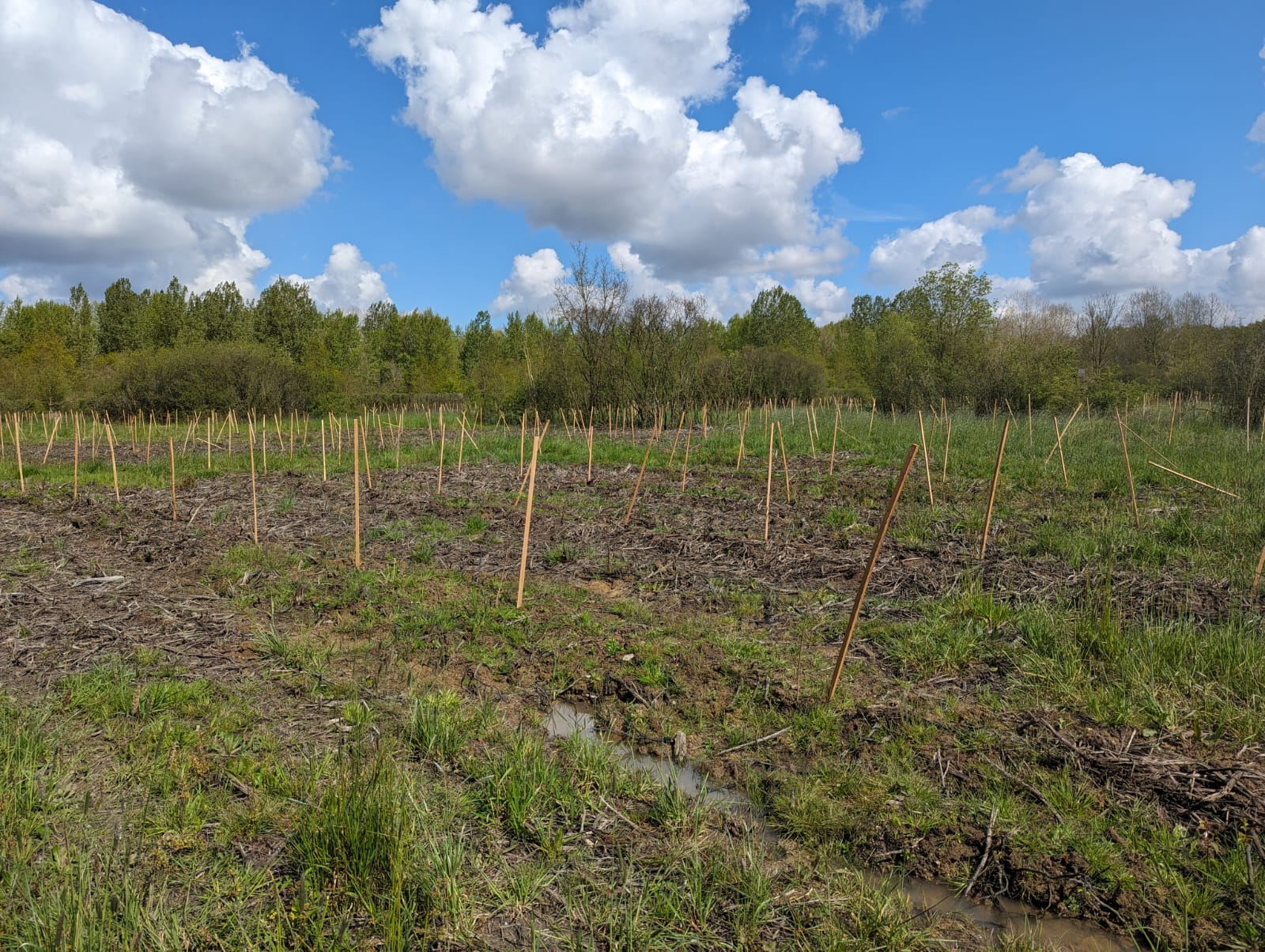 Reboisement d'un bois de frênes dépérissant dans le Pas-de-Calais — 2