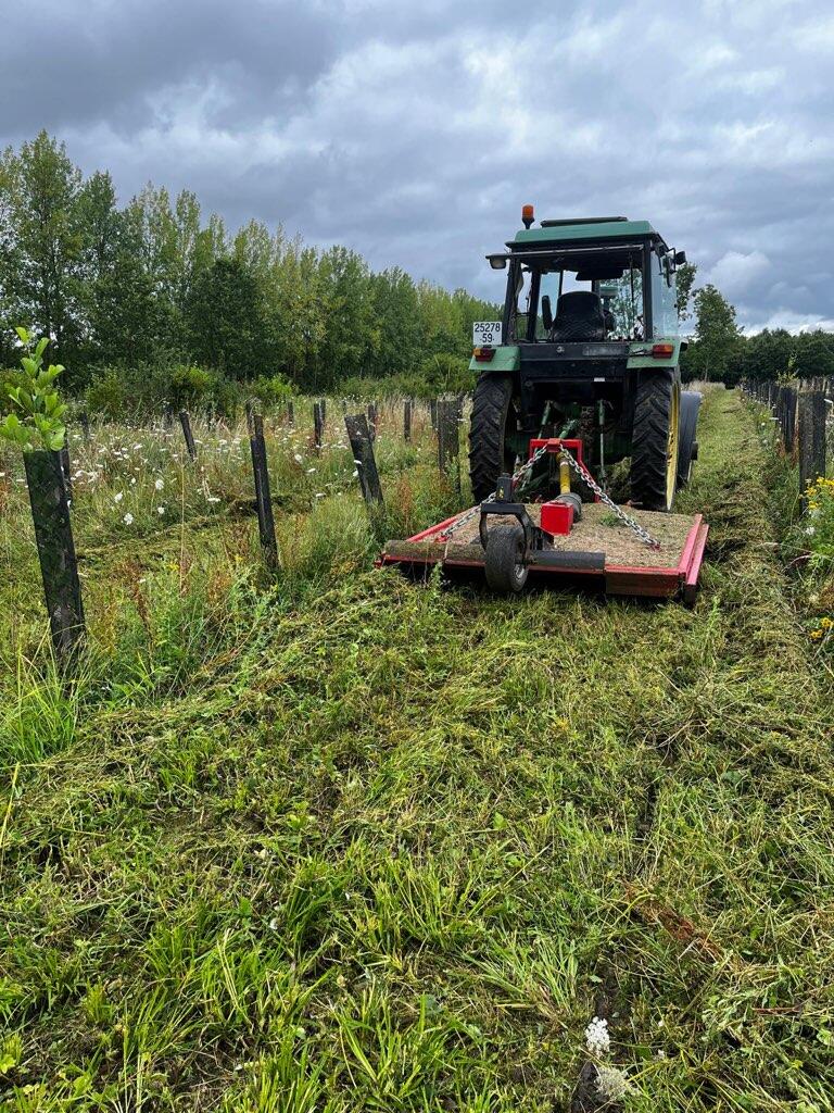 Reboisement d'un bois de frênes dépérissant dans le Pas-de-Calais — 1