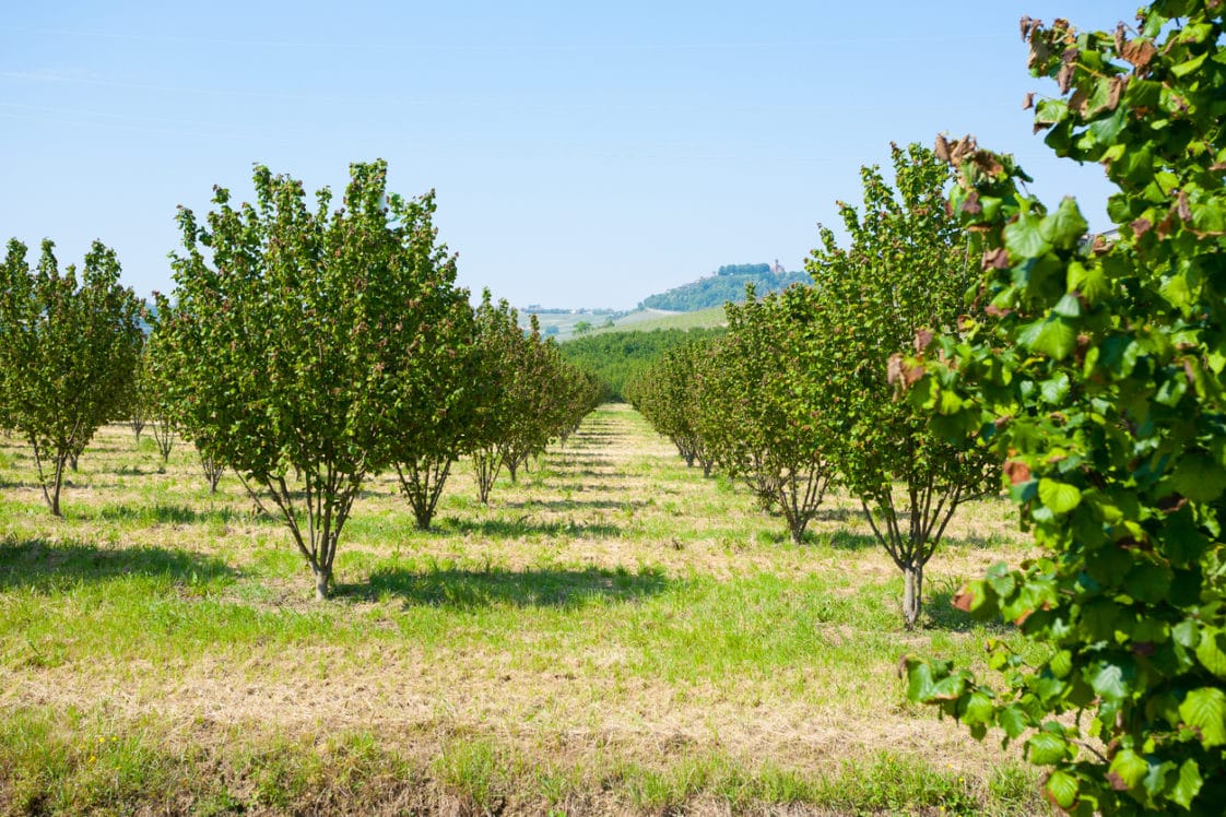 Extension de 4 hectares d'un verger de Noisetiers