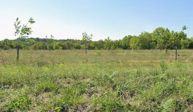 Plantation of 3.9 hectares of organic walnut trees — 1