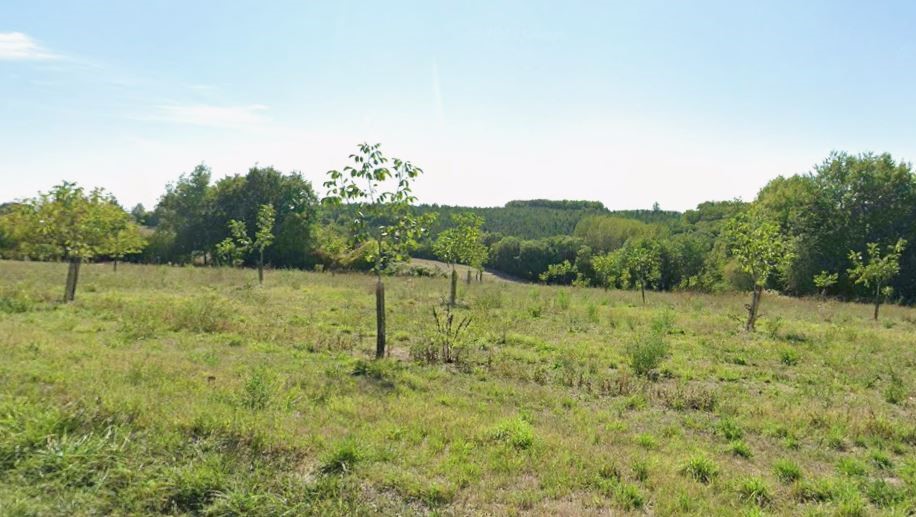 Plantation of 3.9 hectares of organic walnut trees