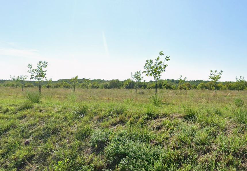 Plantation of 3.9 hectares of organic walnut trees — 2