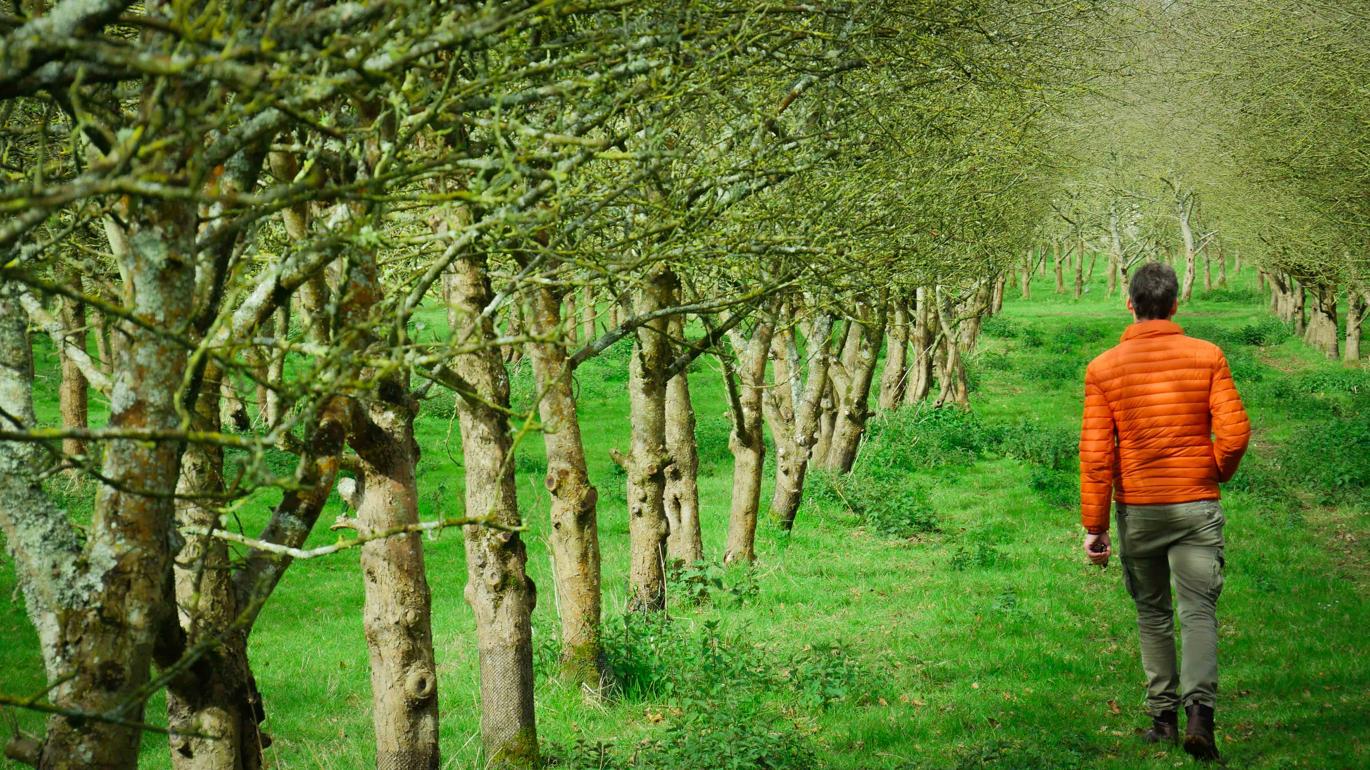Extension of an organic apple orchard in Brittany — 2