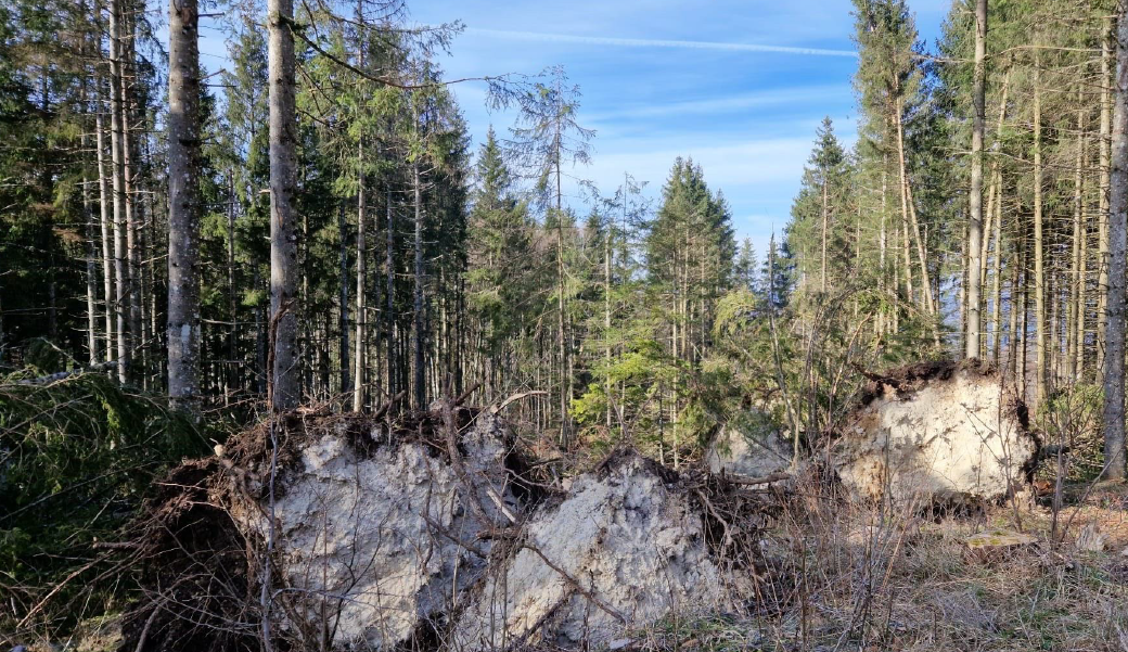 Reboisement d'une forêt scolytée en Saône-et-Loire — 1