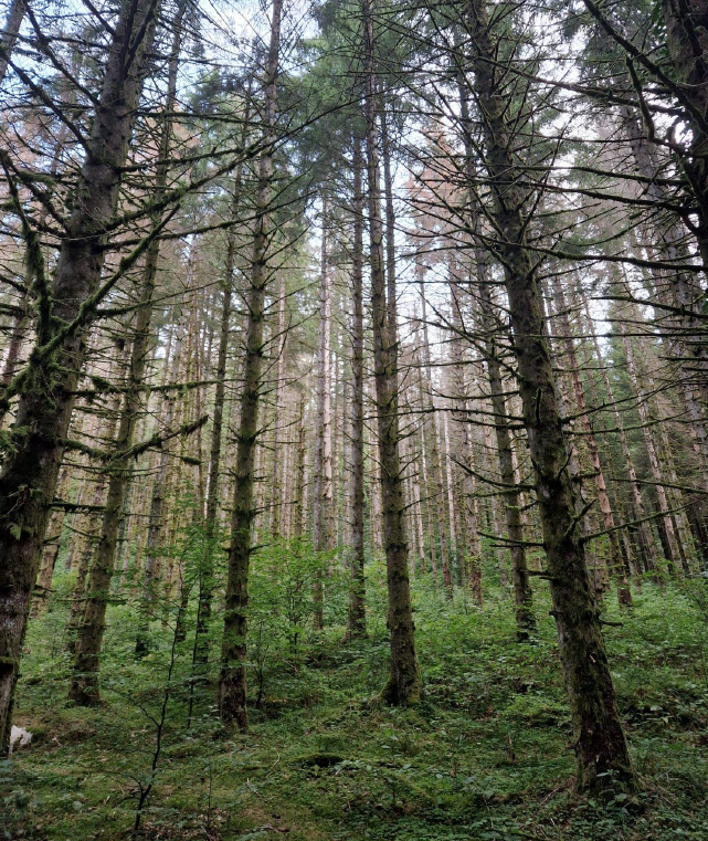 Reboisement d'une forêt scolytée en Saône-et-Loire — 2