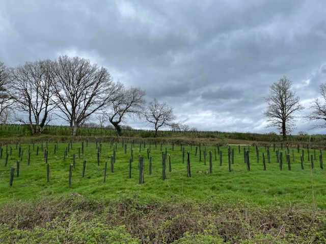 Création d'une forêt dans la Nièvre — 1