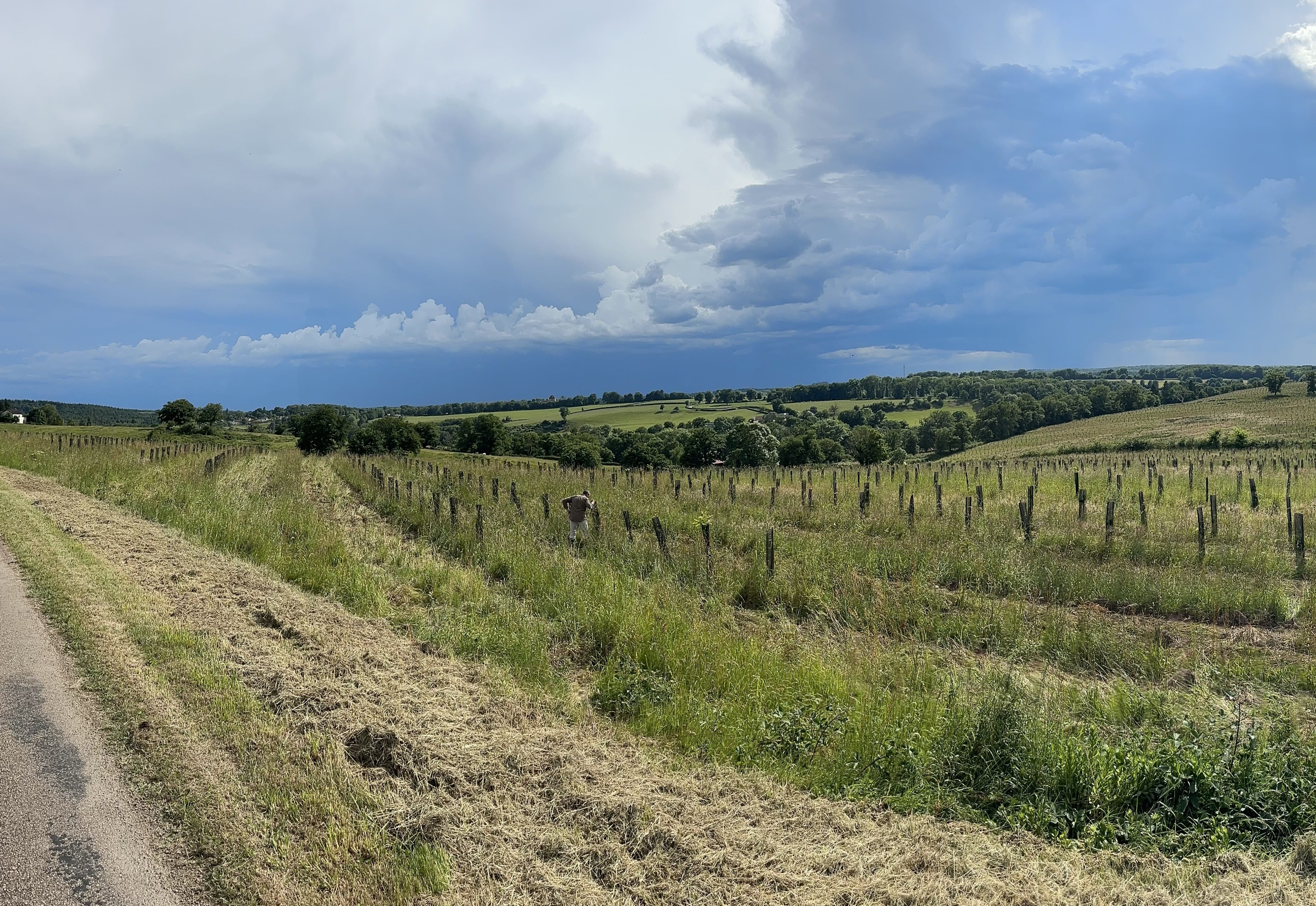 Création d'une forêt dans la Nièvre — 2