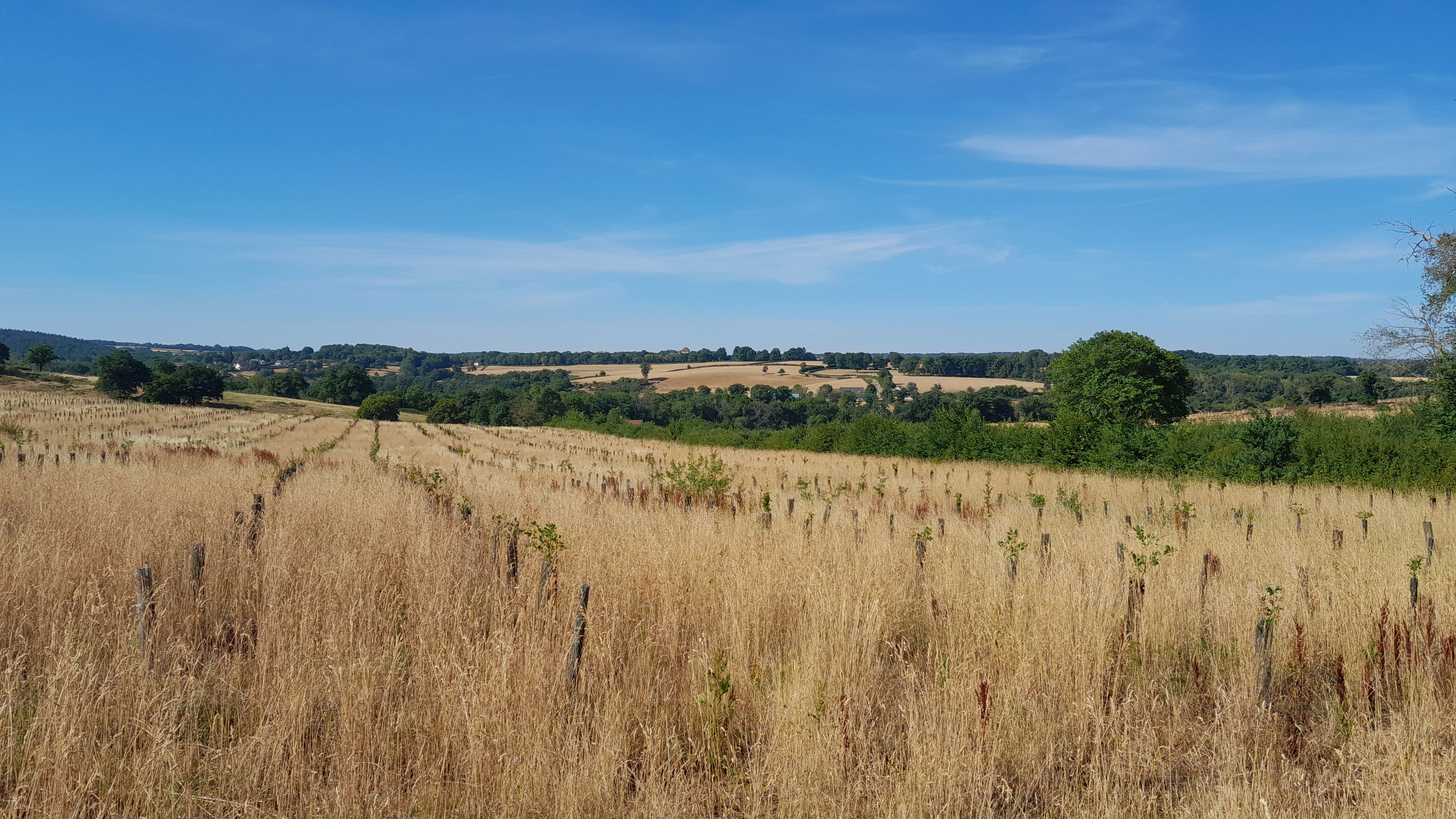 Création d'une forêt dans la Nièvre