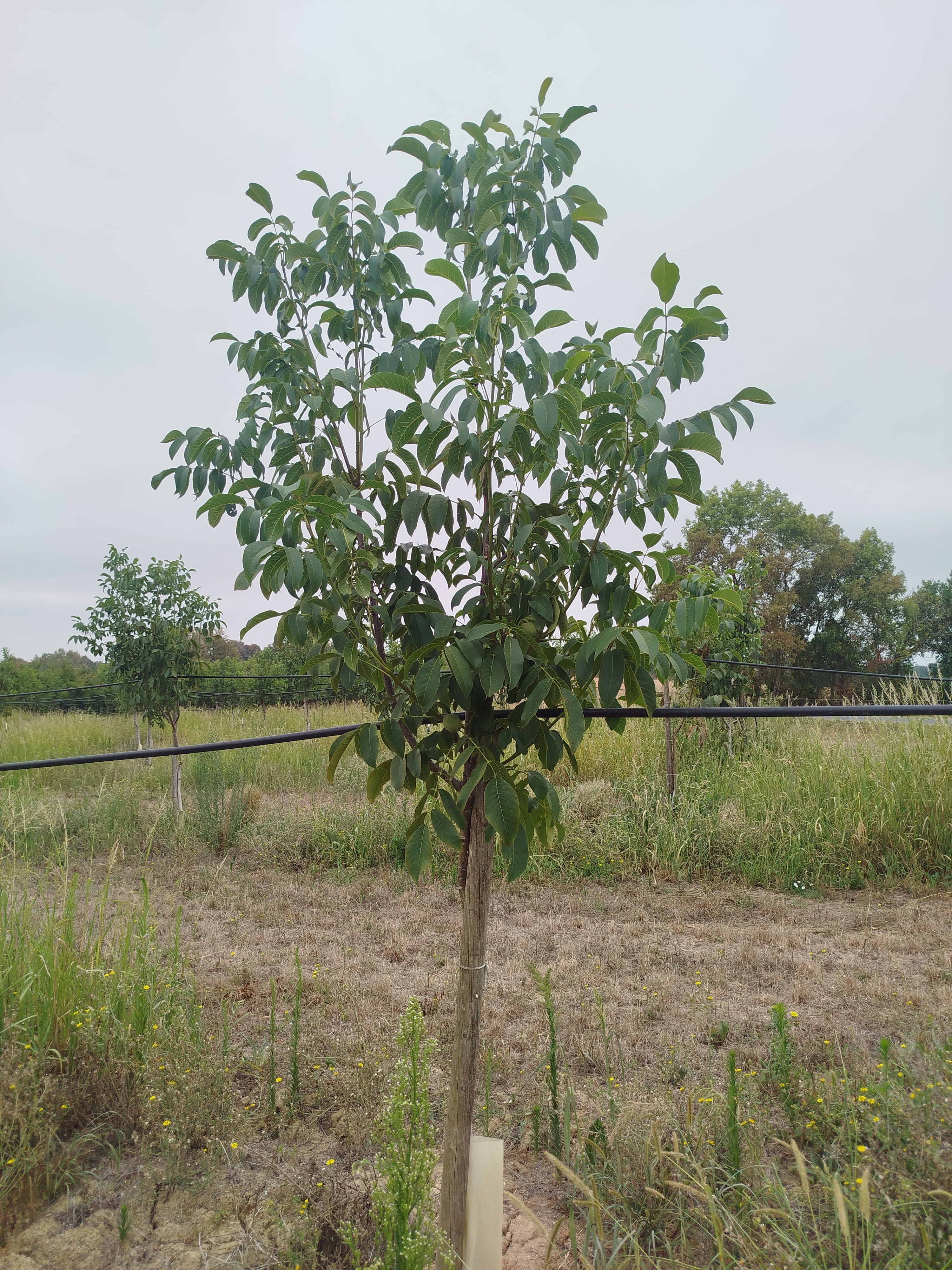 Plantation de pruniers et de noyers bio en Dordogne — 2
