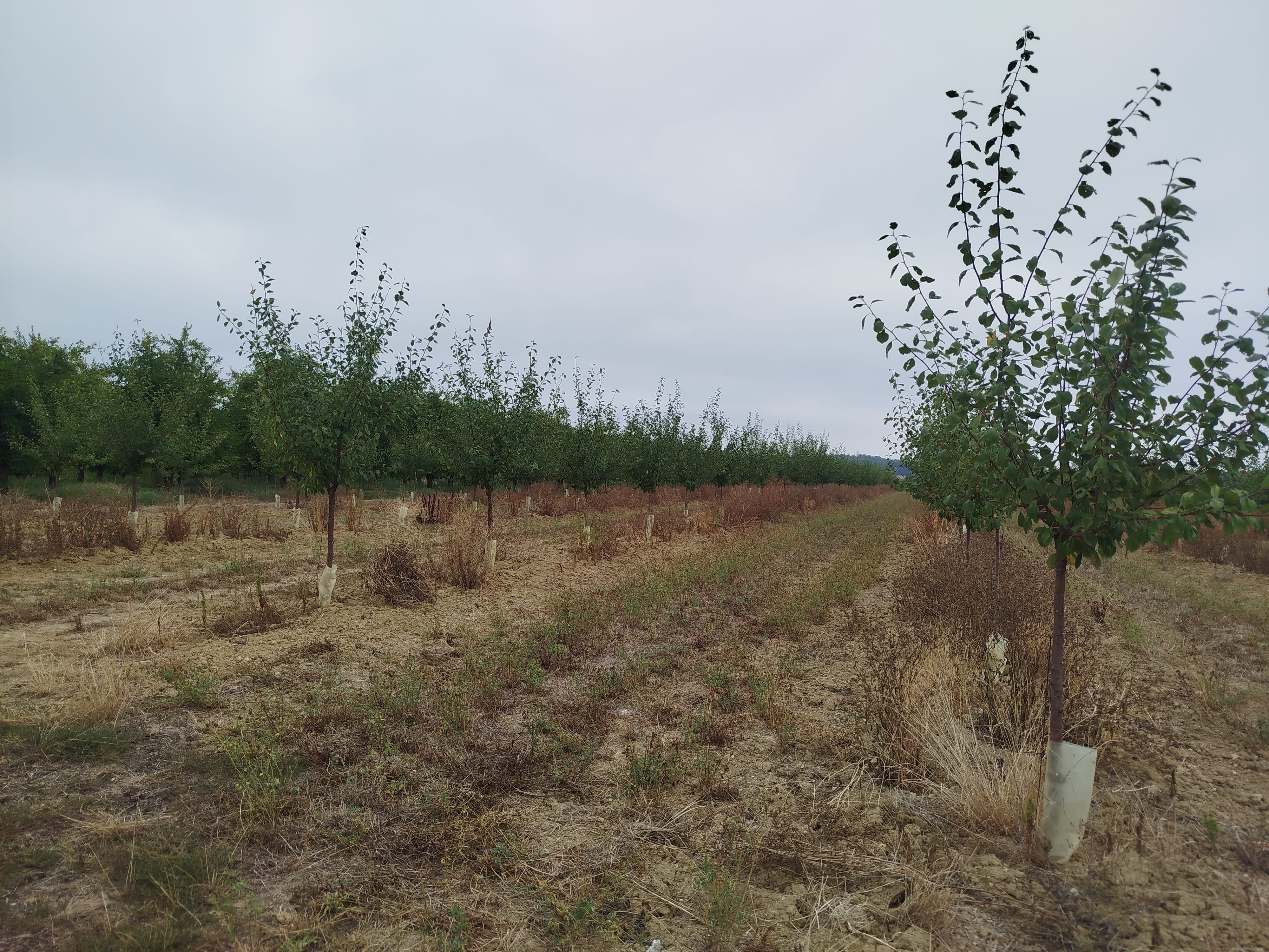 Plantation de pruniers et de noyers bio en Dordogne — 1
