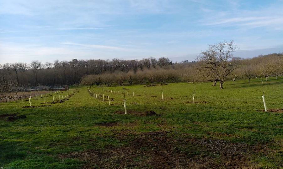 Plantation de 0,75 hectare de noyers à l'EARL Roussely