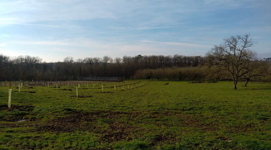 Plantation de 0,75 hectare de noyers à l'EARL Roussely — 1