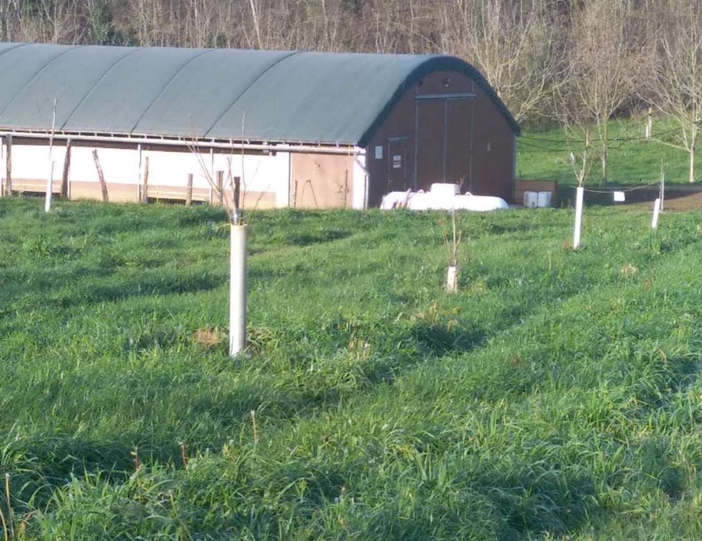 Plantation de 0,75 hectare de noyers à l'EARL Roussely — 2