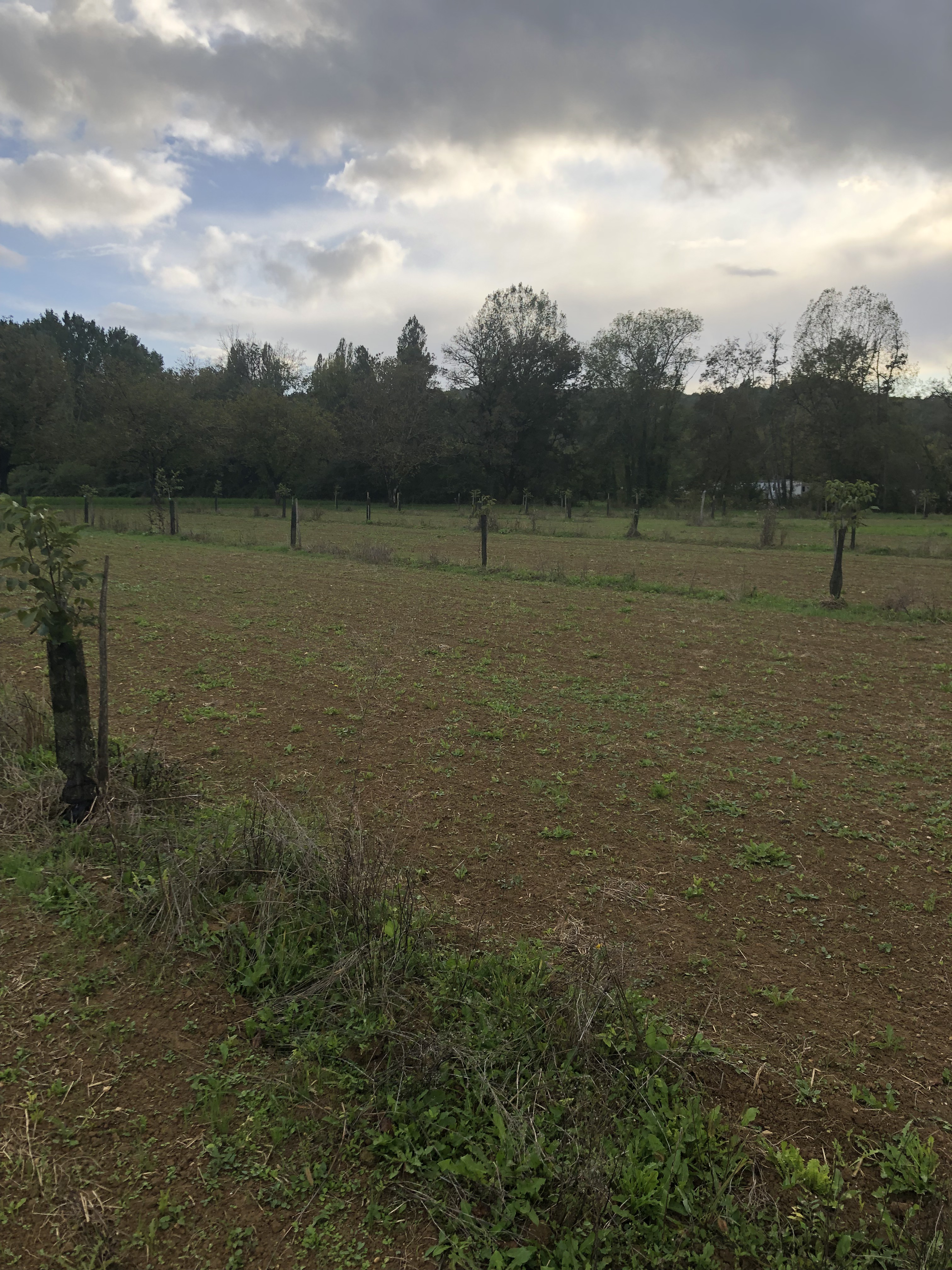 Nouveau verger chez M. Sanfourche — 1