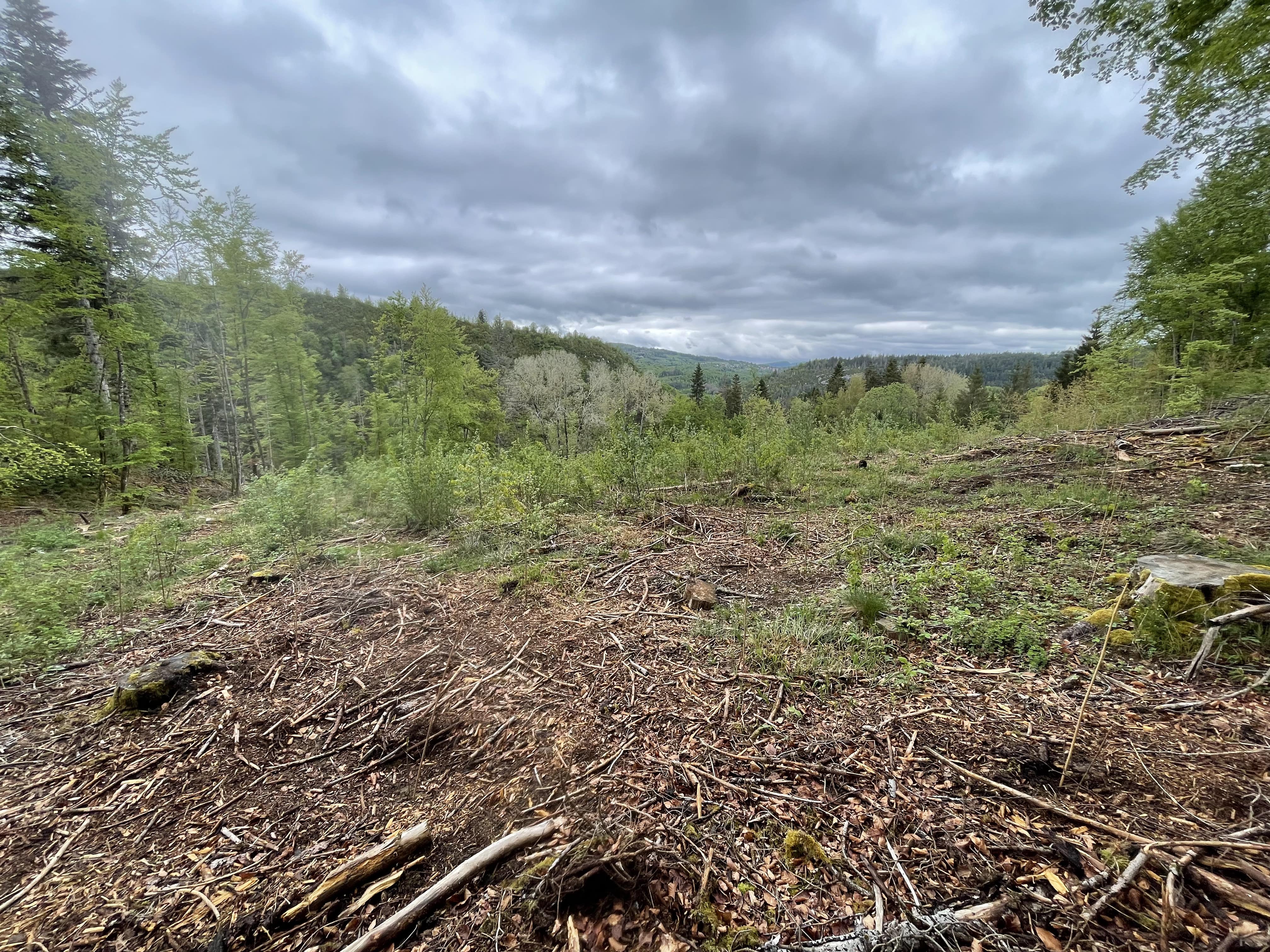 Reforestation of 3.37 hectares in Ain — 1