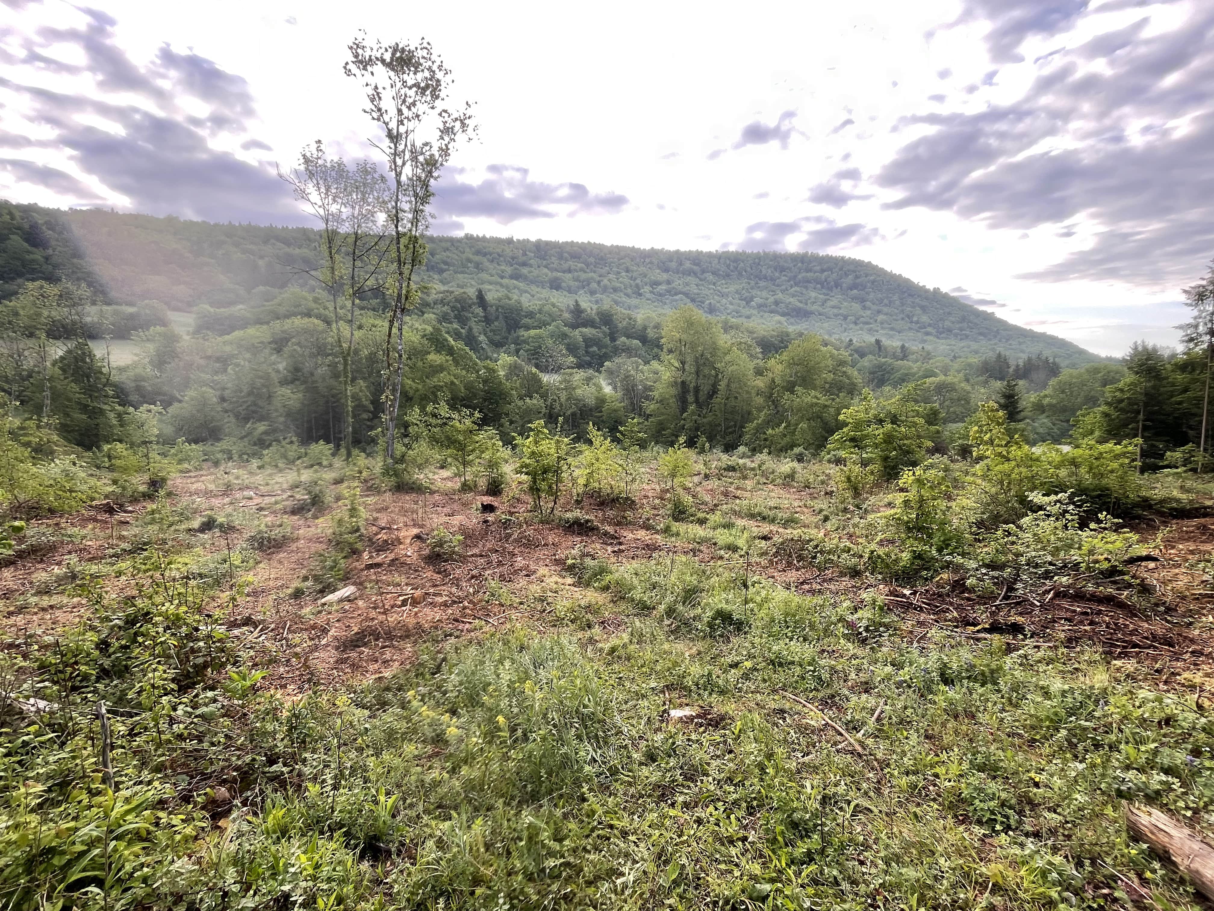 Reforestation of 3.37 hectares in Ain — 2