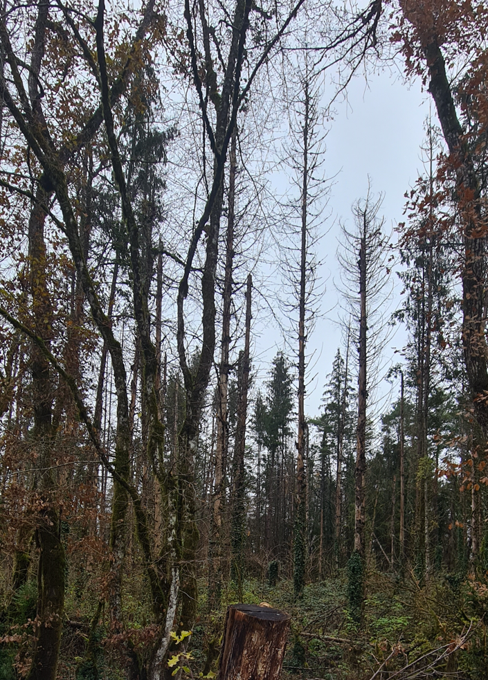 Renouvellement d'un peuplement forestier dépérissant dans l'Ain — 1