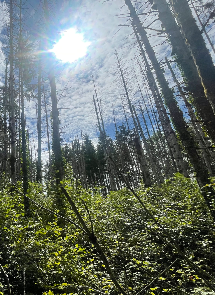 Renouvellement d'un peuplement forestier dépérissant dans l'Ain — 2