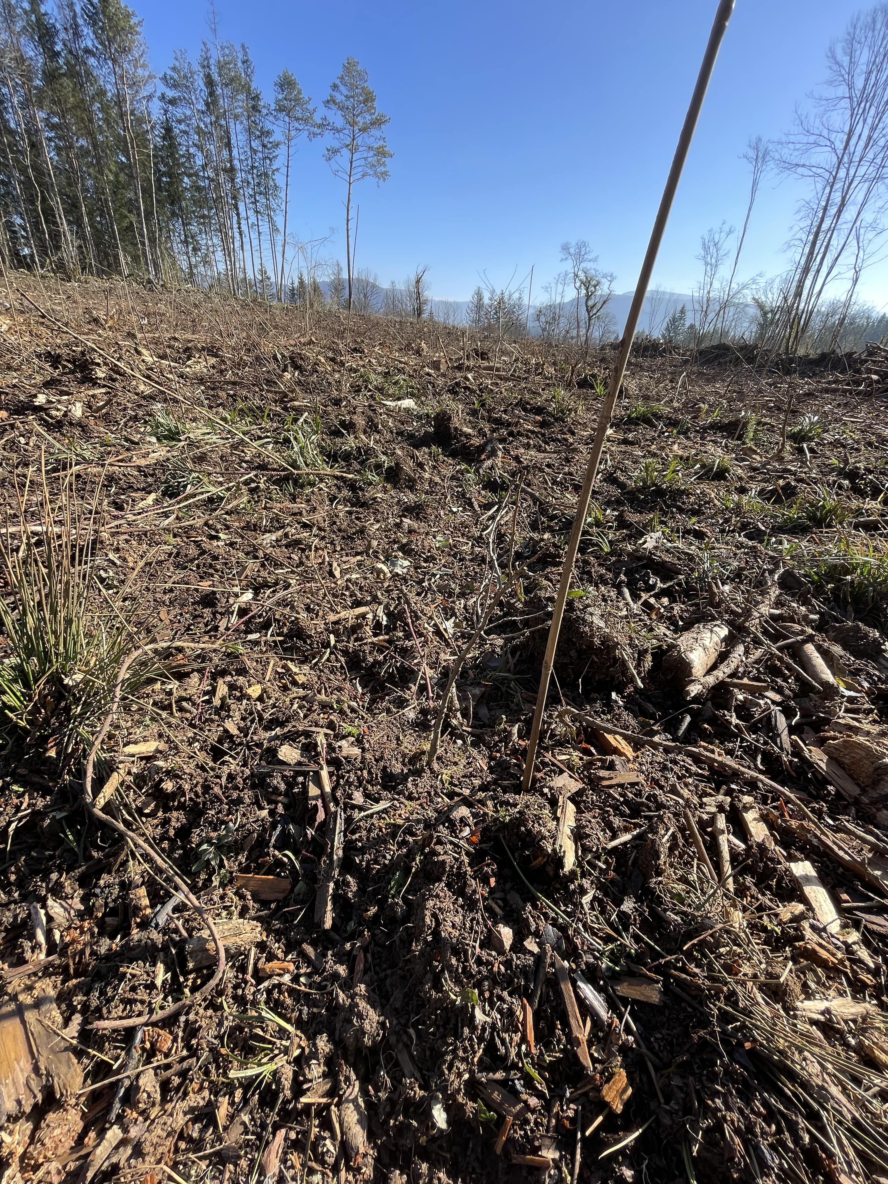 Renouvellement d'un peuplement forestier dépérissant dans l'Ain