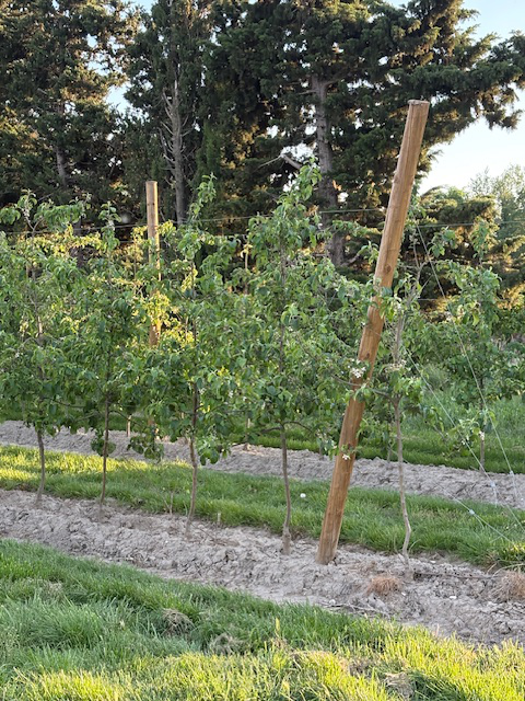 New apple orchard in Arles — 1