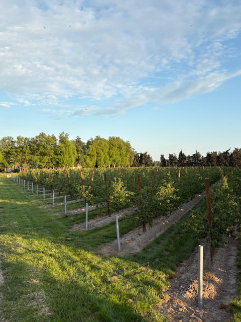 New apple orchard in Arles — 2