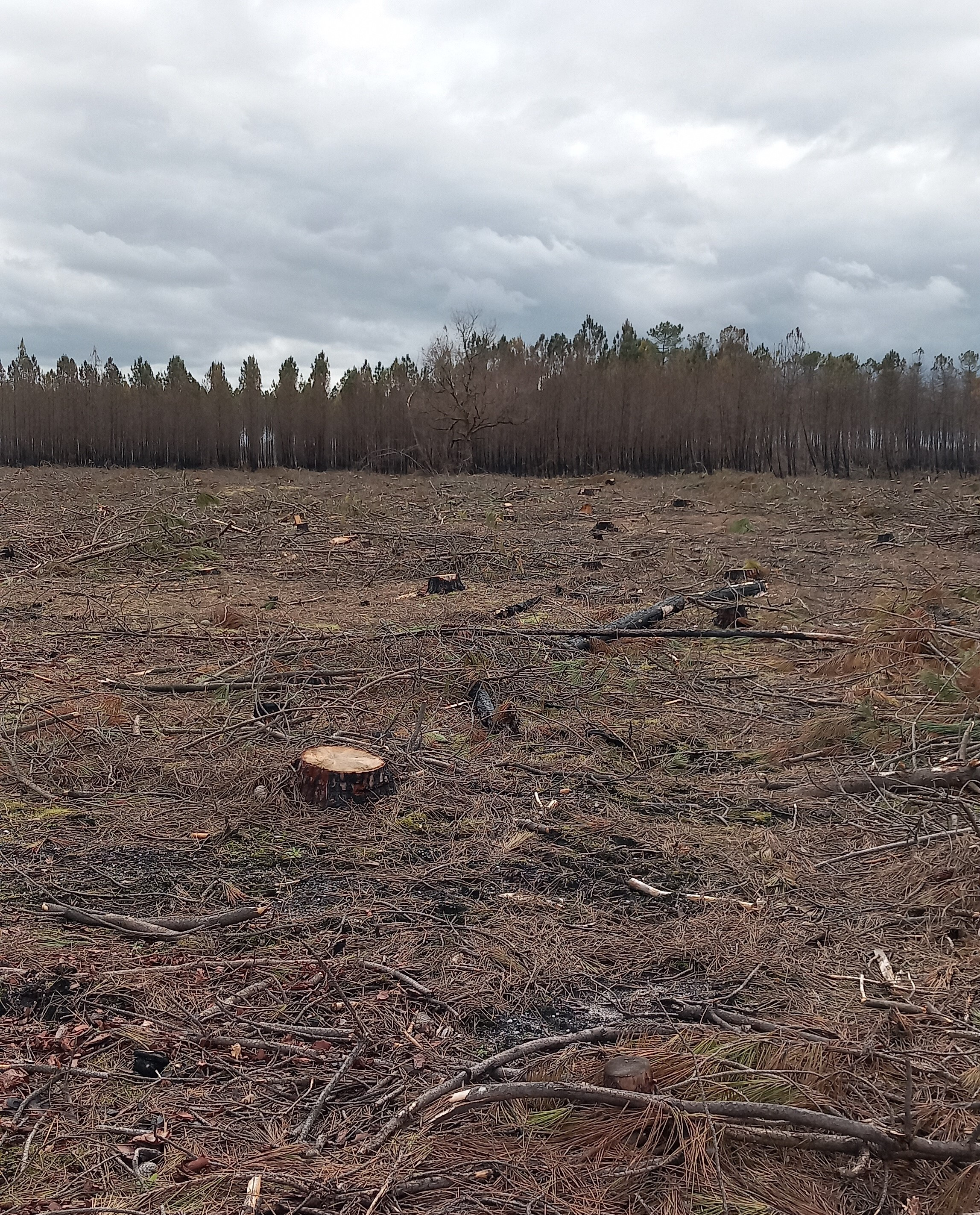 Reforestation of 1.97 hectare after a fire in Belin-Béliet (33) — 1