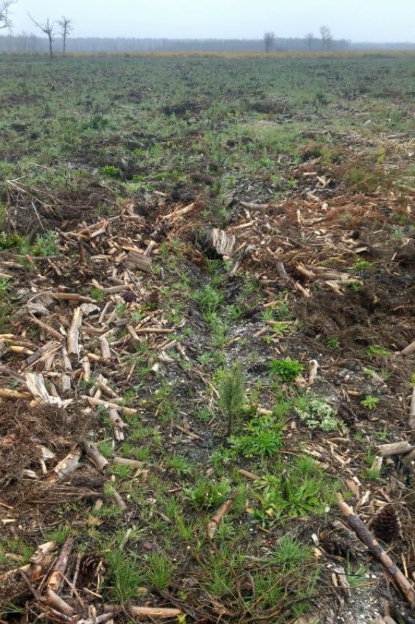 Reforestation of 1.97 hectare after a fire in Belin-Béliet (33)