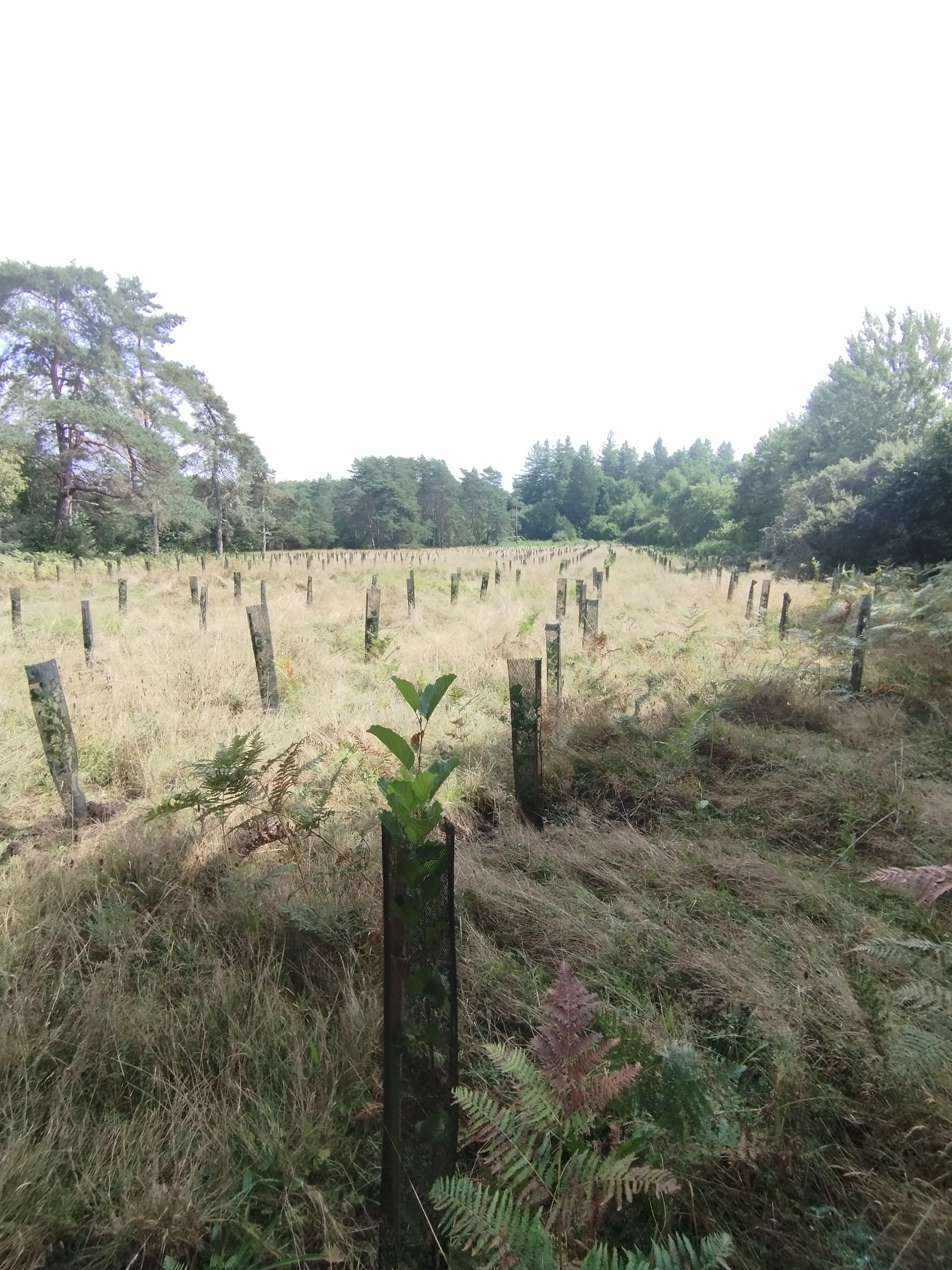 New diversified afforestation in Corrèze — 1