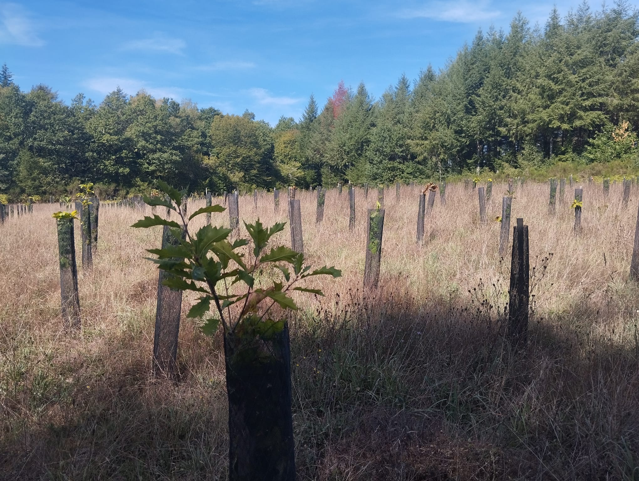 New diversified afforestation in Corrèze