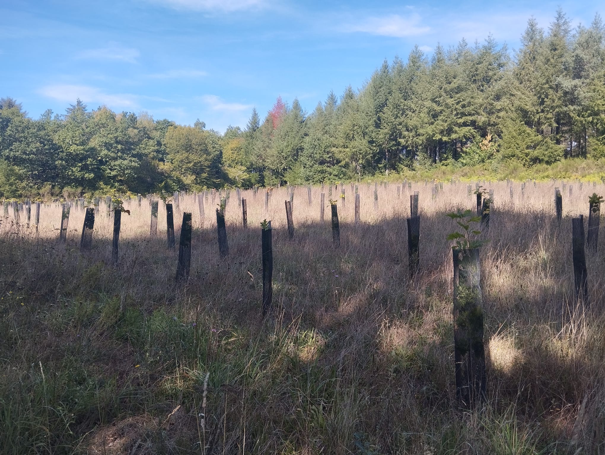 New diversified afforestation in Corrèze — 2