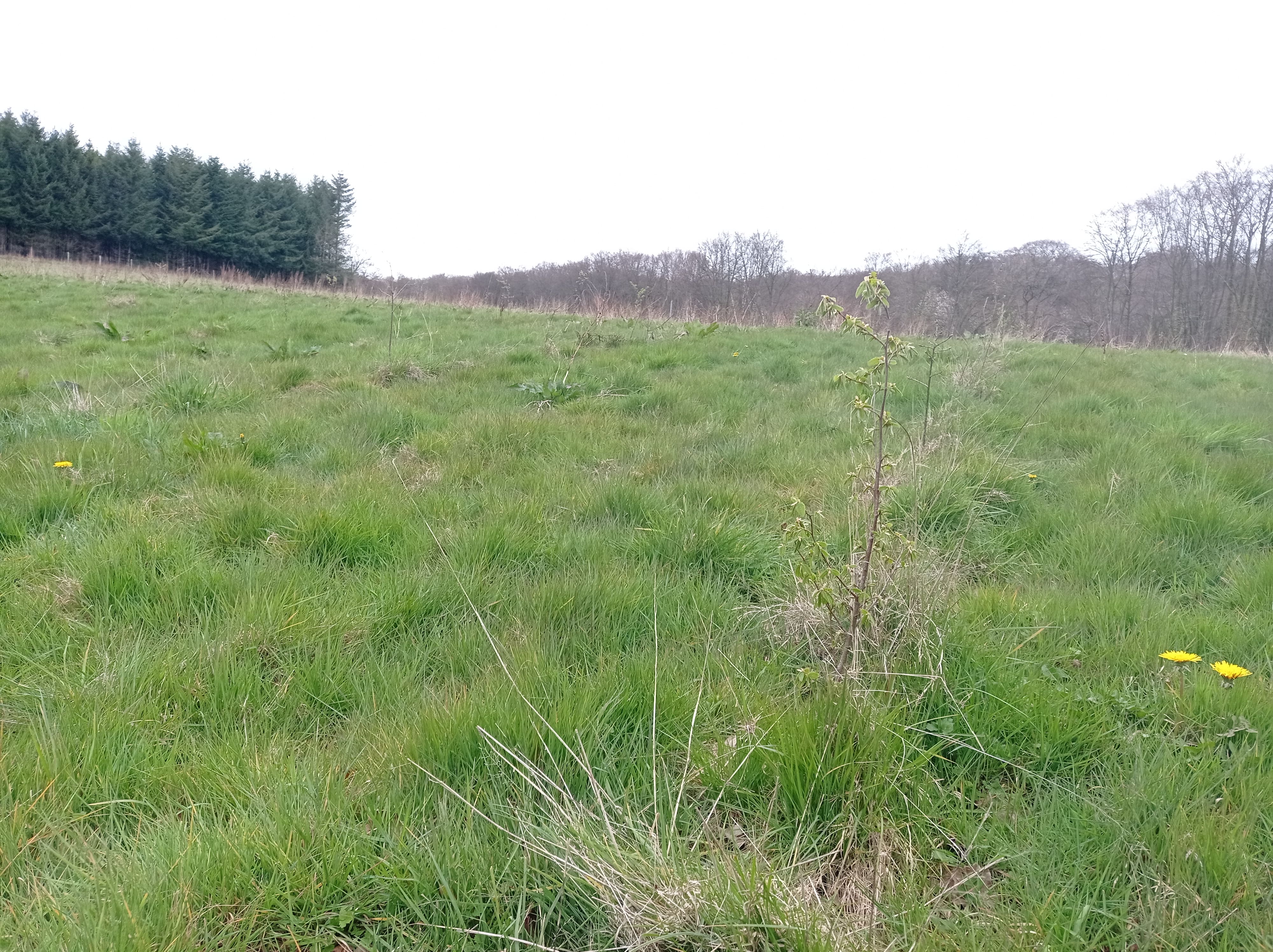 Creation of an ecological corridor at Imbleville — 2
