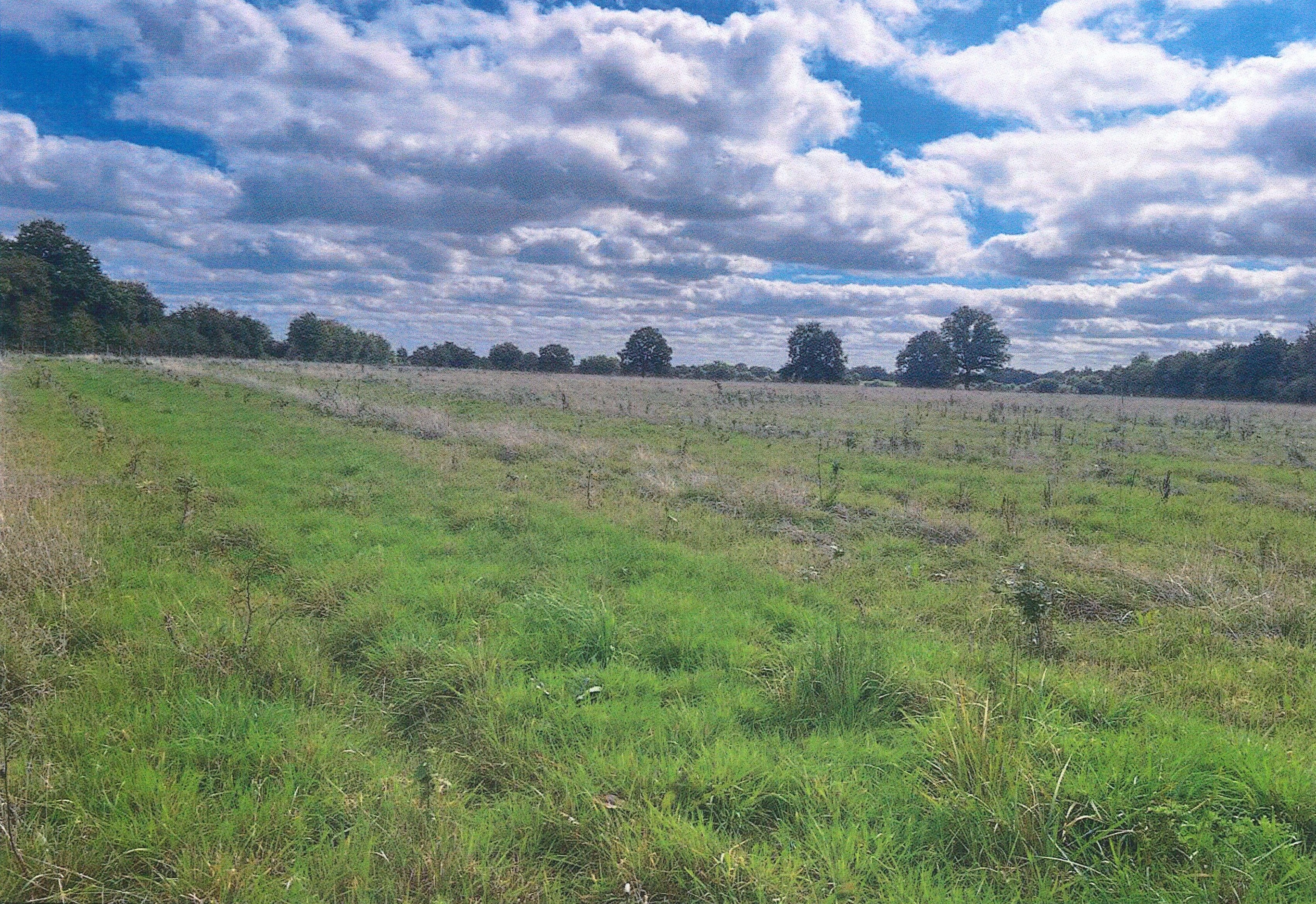 Creation of 13.45 hectares of forests in Loire-Atlantique