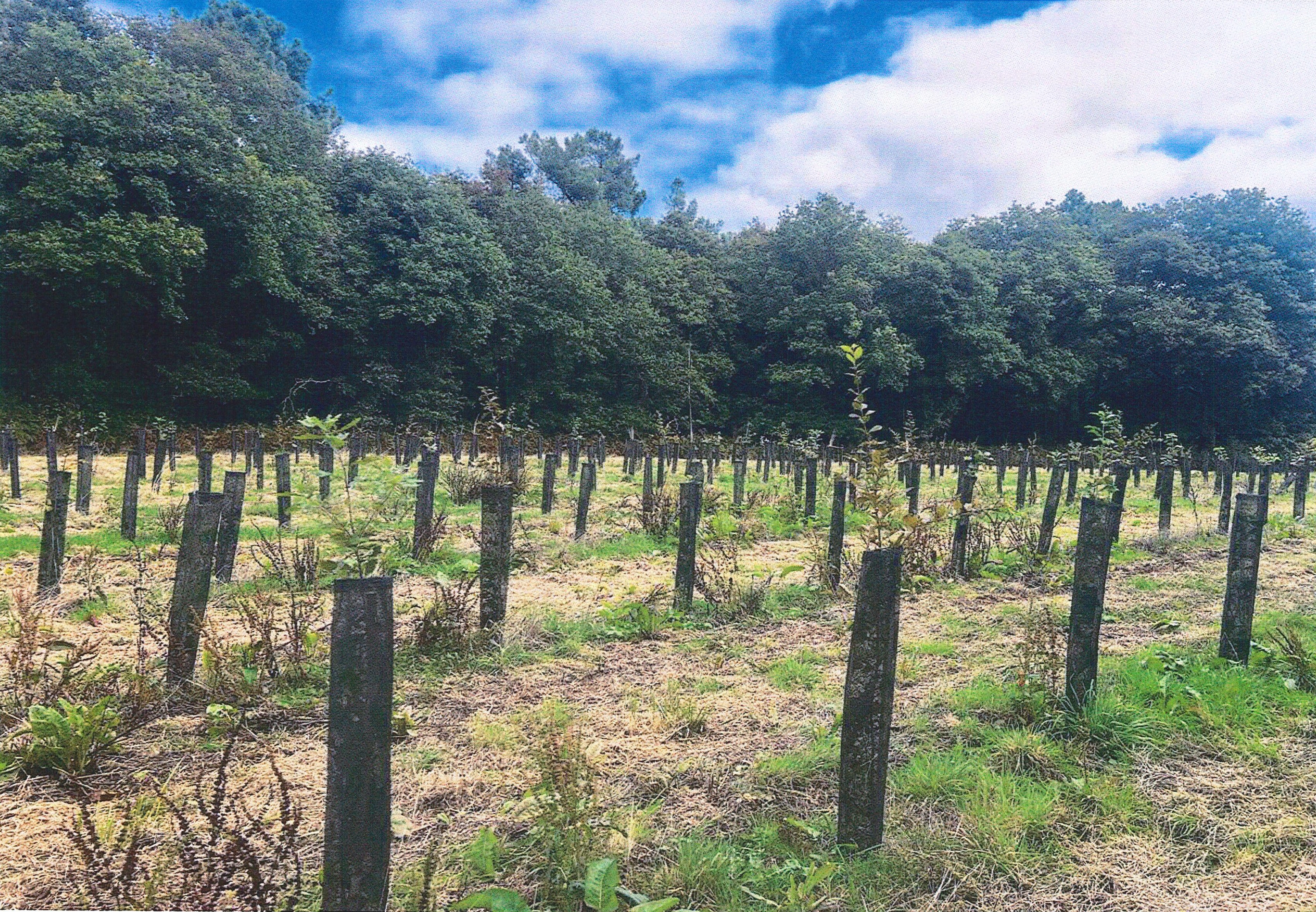 Creation of 13.45 hectares of forests in Loire-Atlantique — 2