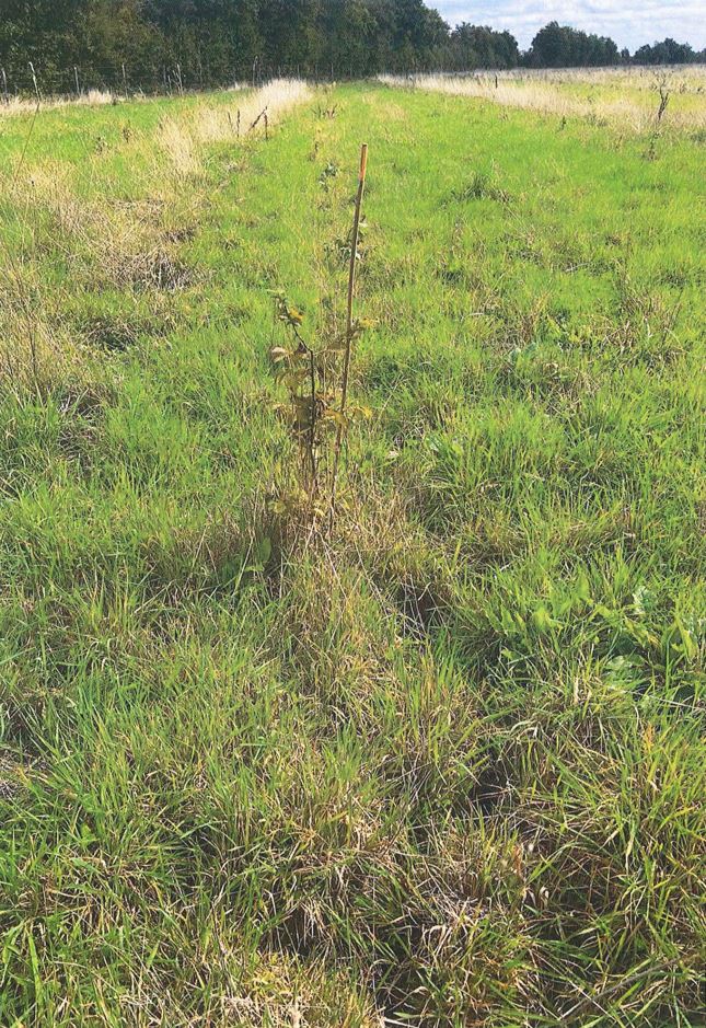 Creation of 13.45 hectares of forests in Loire-Atlantique — 1