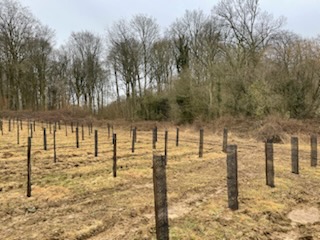 Diversified afforestation in the Somme — 1
