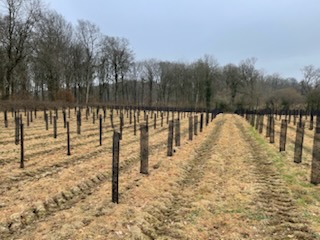 Diversified afforestation in the Somme — 2
