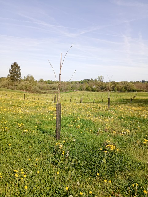 Extension d'un verger de Châtaigniers bio en Corrèze — 1
