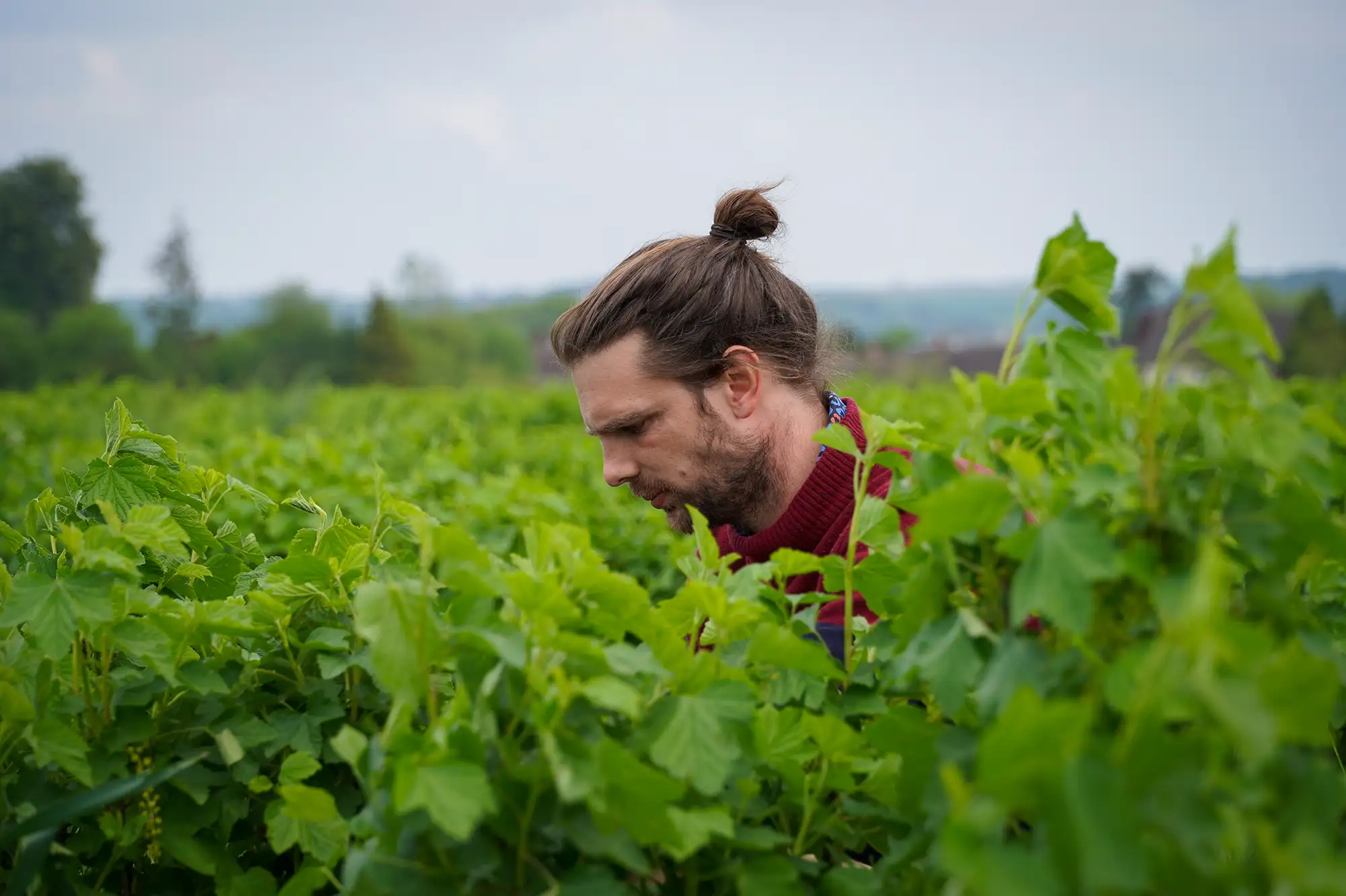 Nouvelles pratiques agricoles dans l'exploitation de Thomas Doutreluingne à Marolles — 2