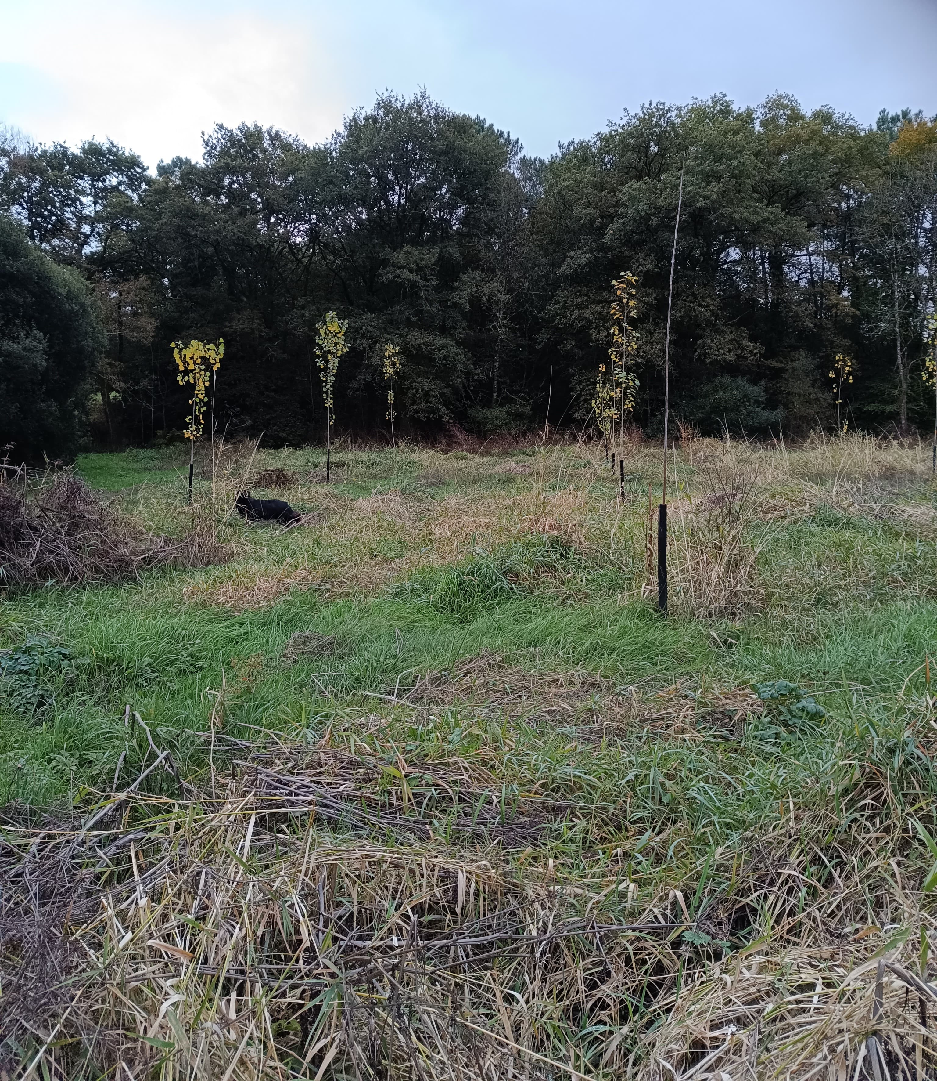 New afforestation in Morbihan — 2