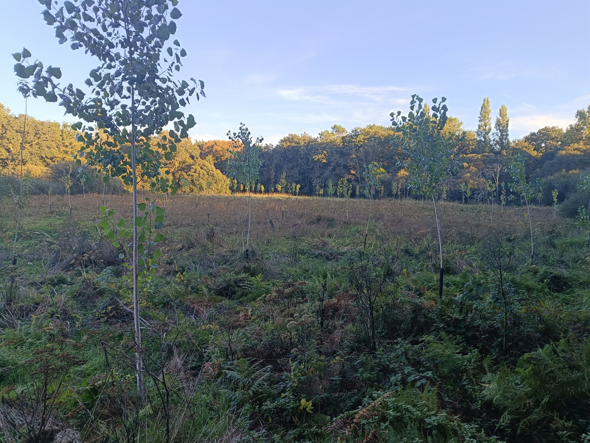 New afforestation in Morbihan — 1